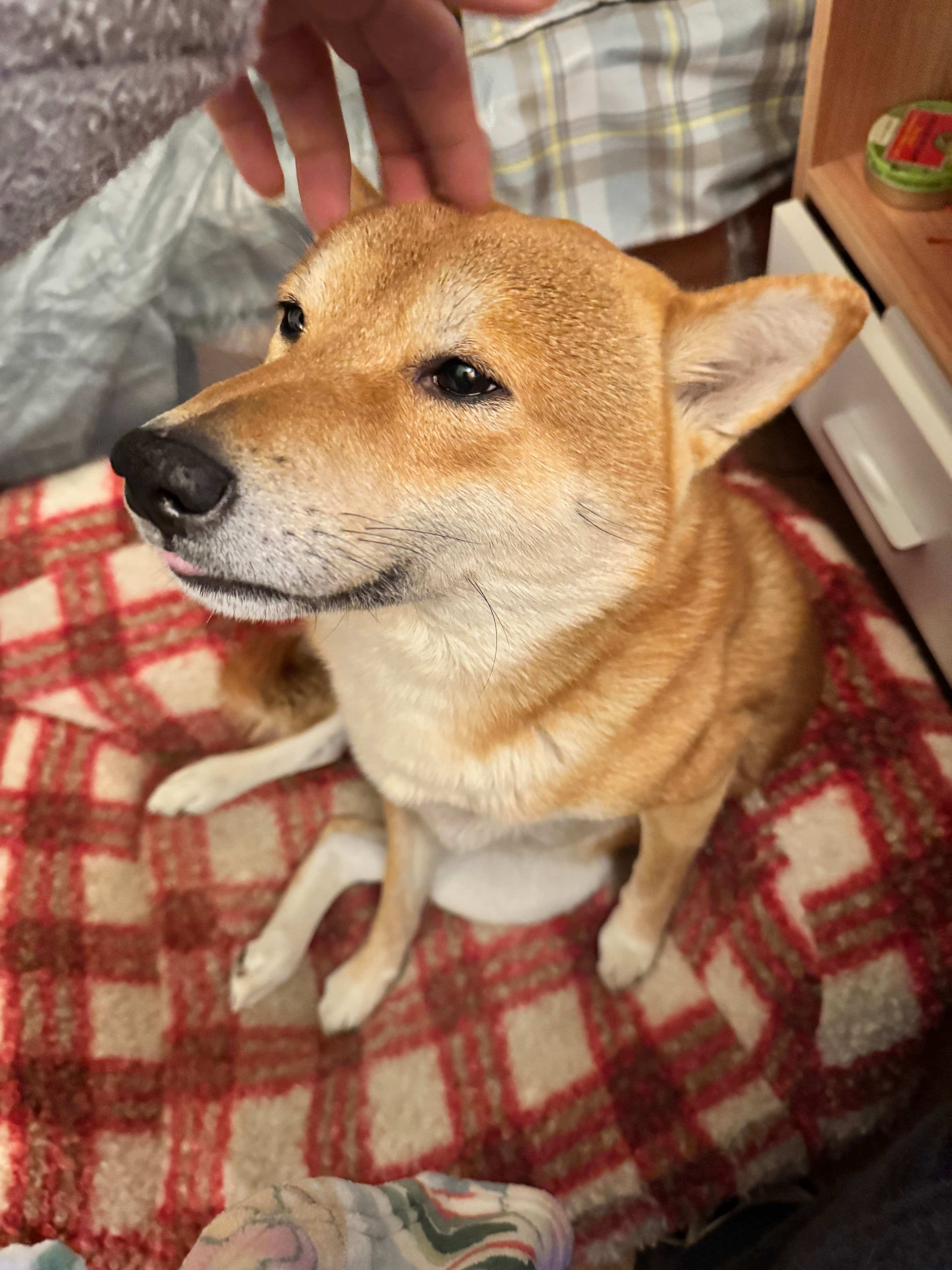 Classic Plaid Pet Mat