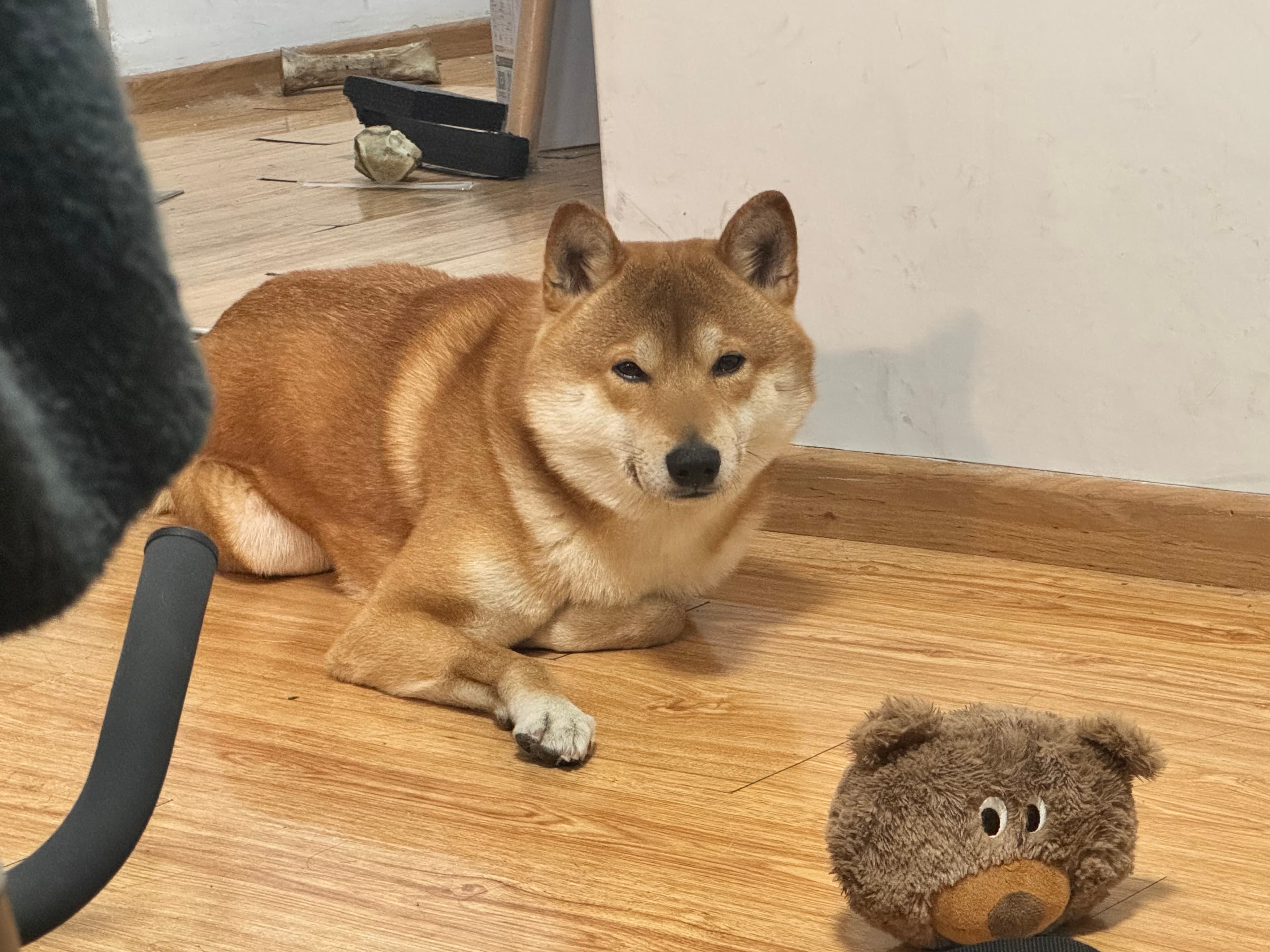 Plush Bear Squeaky Toy