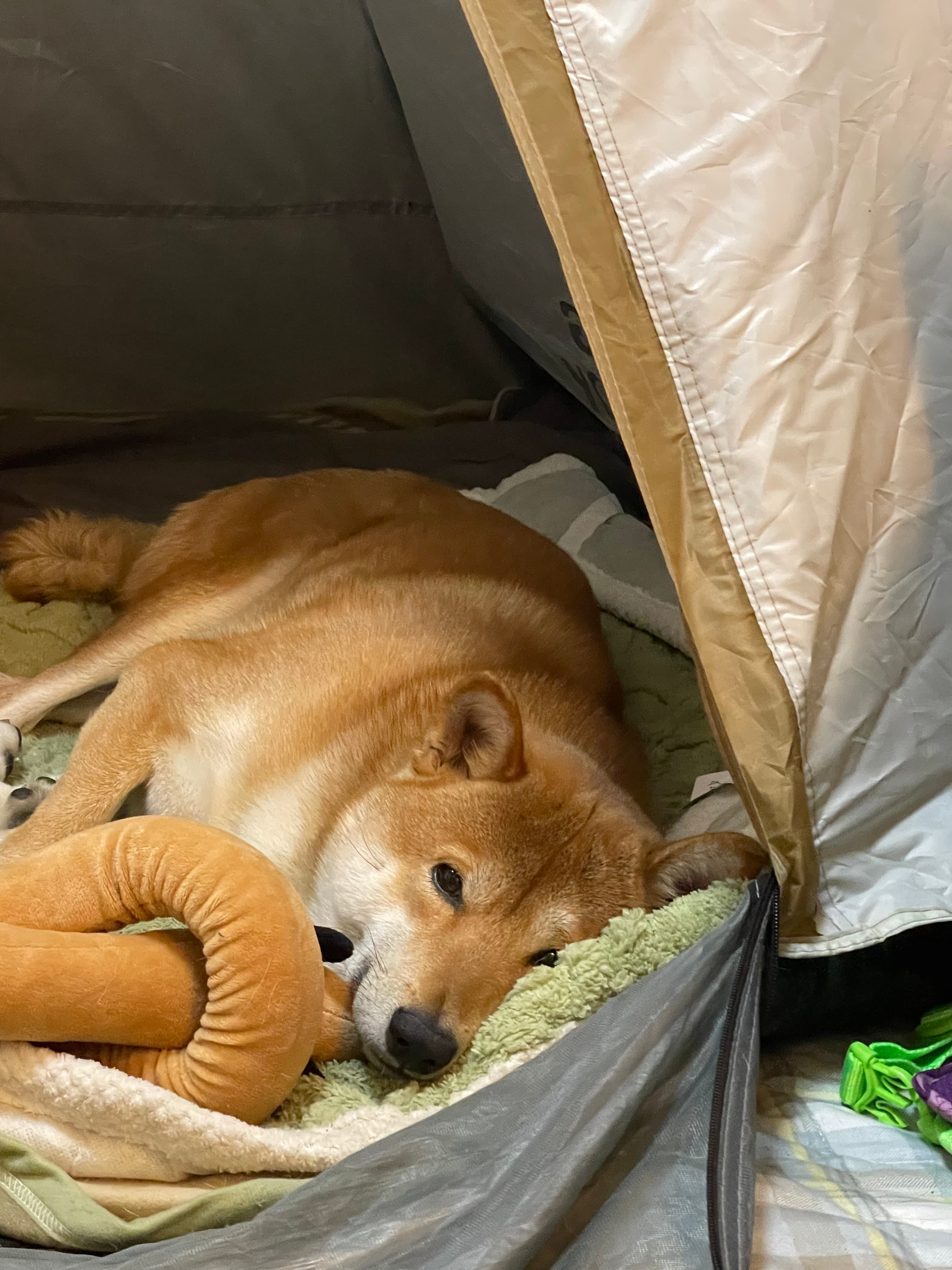 Portable Pop-Up Dog Tent