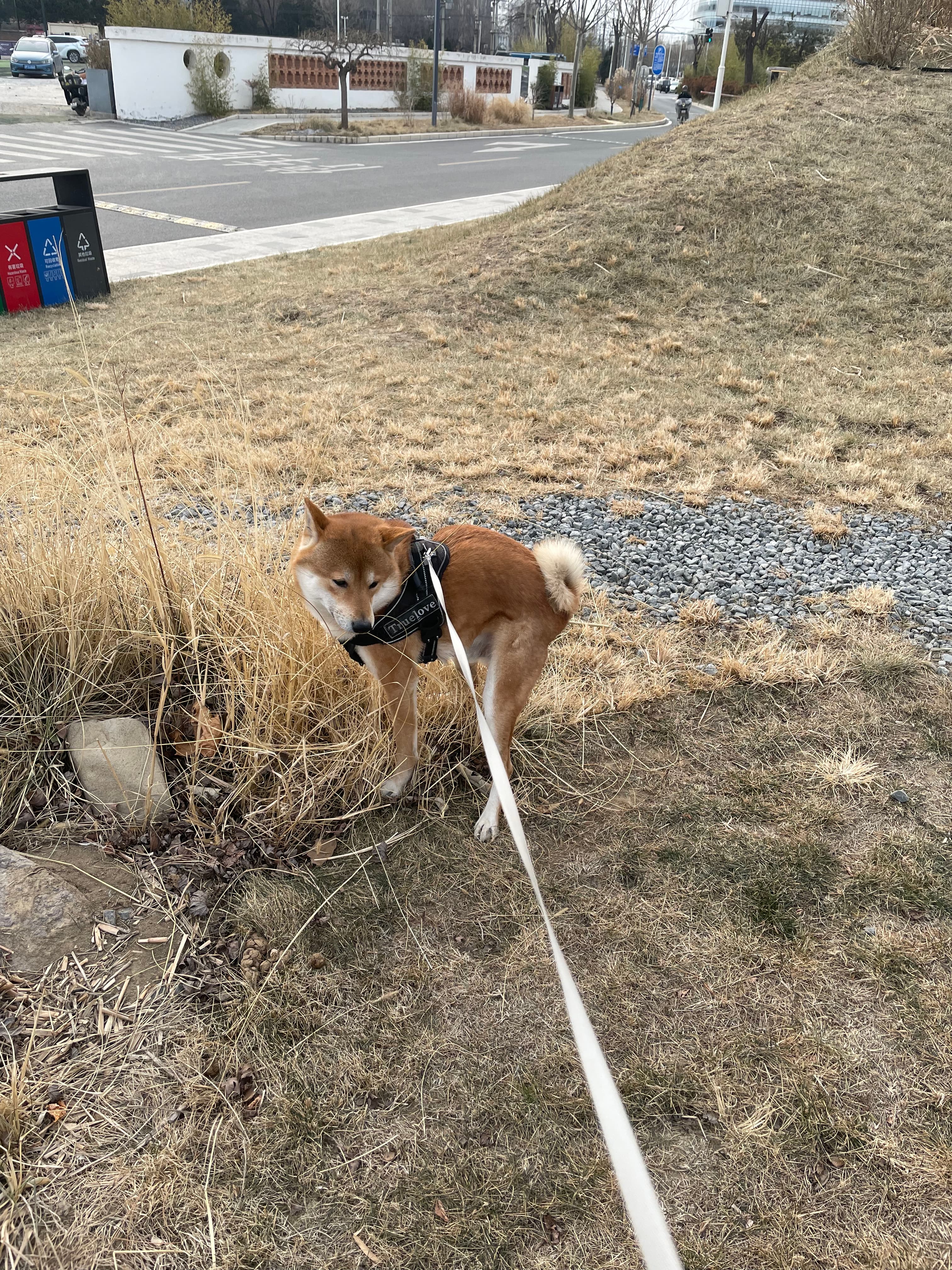 Retractable Dog Leash